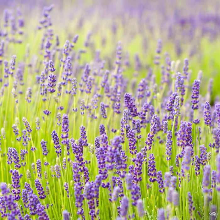 Lavender 'Hidcote'