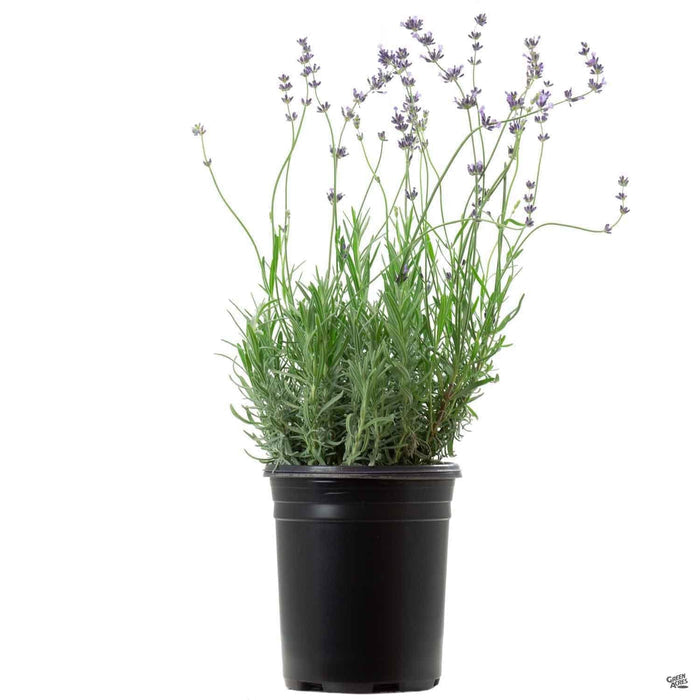 Lavender 'Hidcote' 1 gallon