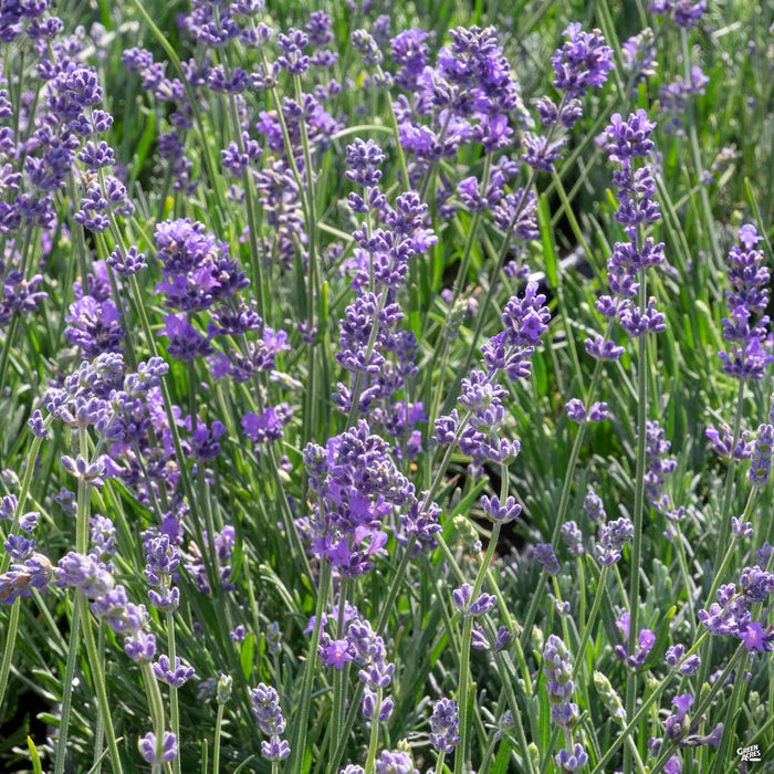 Lavender 'Munstead'