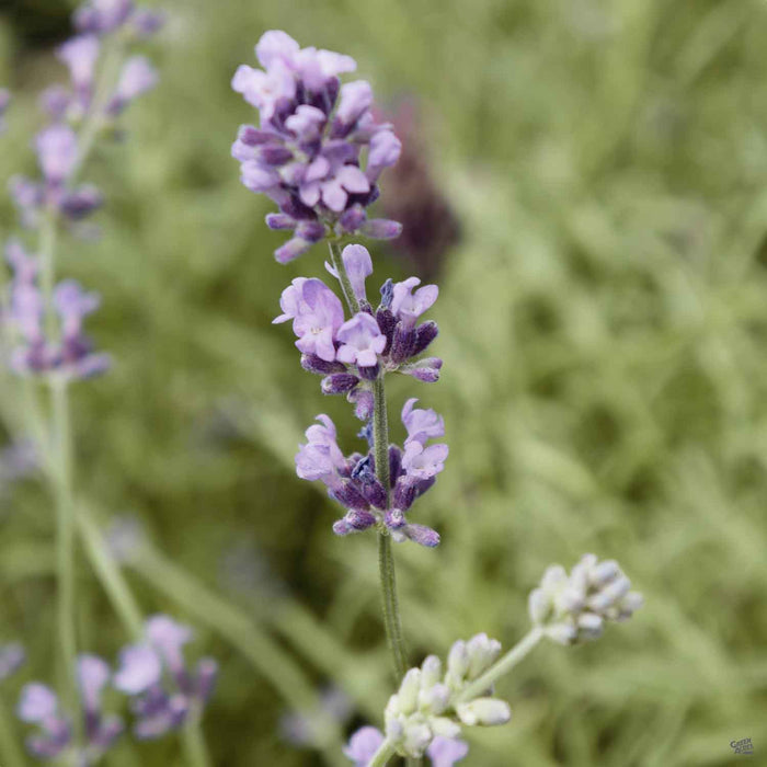 Lavender 'Munstead'