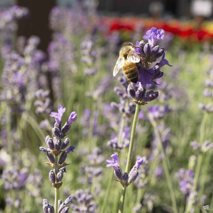 Lavender 'Munstead'