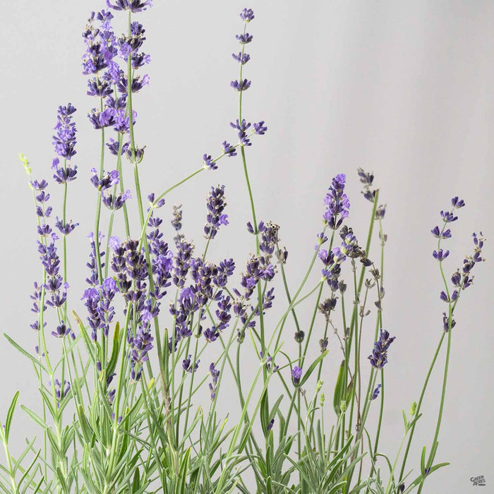 Lavender 'Munstead'
