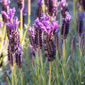 Lavender 'Otto Quast'