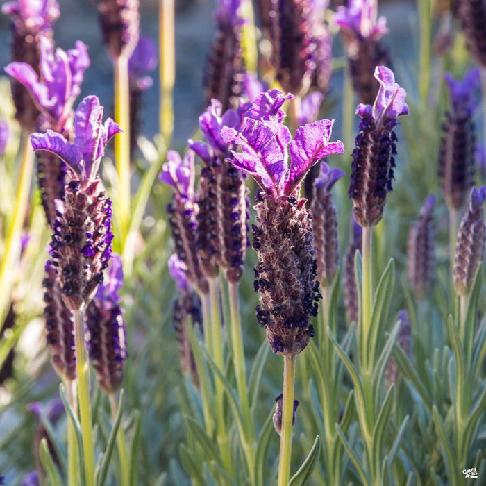 Lavender 'Otto Quast'