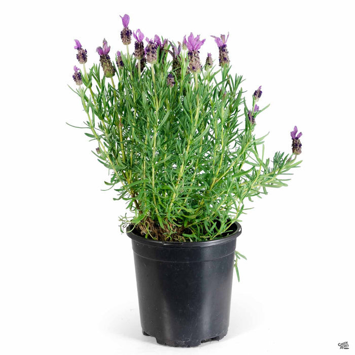 Lavender 'Otto Quast' 1 gallon