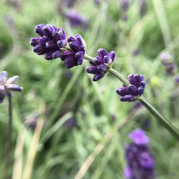 Lavender 'Provence'
