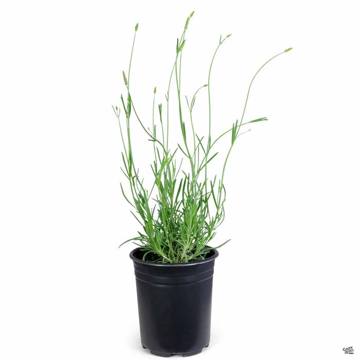 Lavender 'Provence' 1 gallon