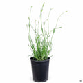 Lavender 'Provence' 1 gallon