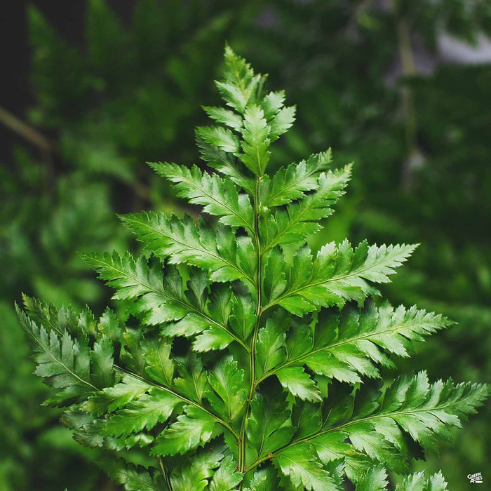 Leatherleaf Fern