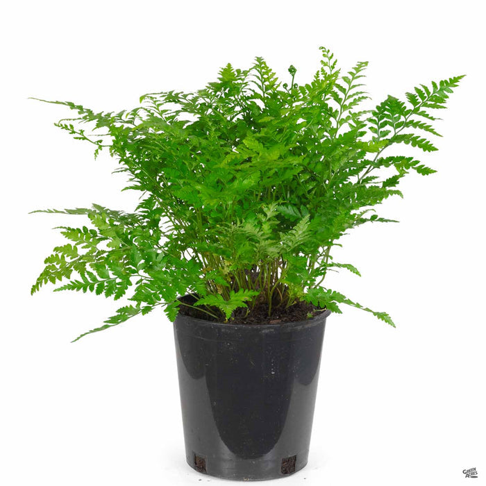 Leatherleaf Fern 1 gallon