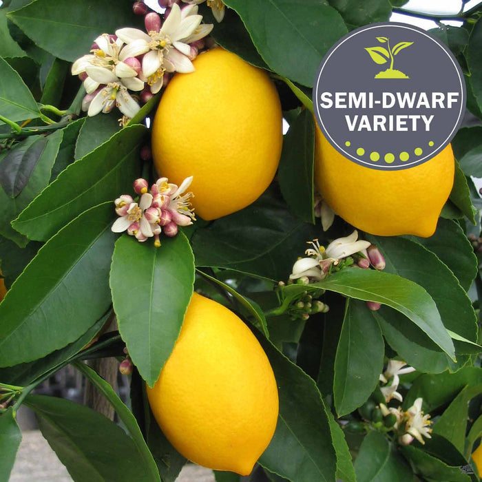 Improved Meyer Lemon