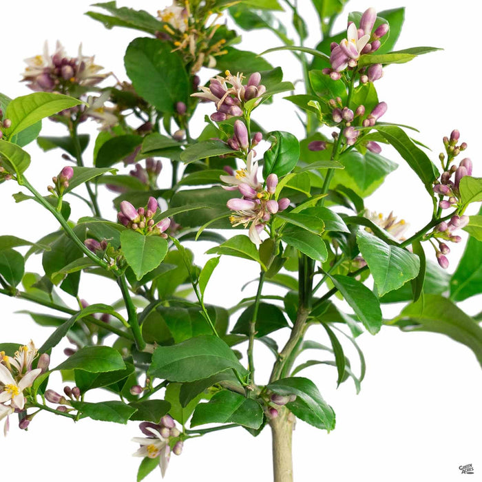 Lemon 'Improved Meyer' flowers and leaves