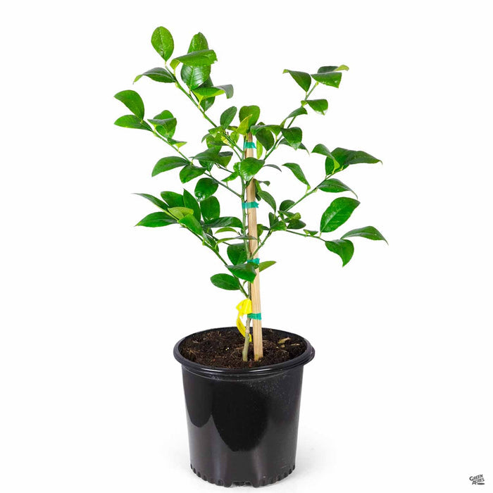 Improved Meyer Lemon 3 gallon Four Winds
