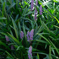 Liriope Purple Explosion