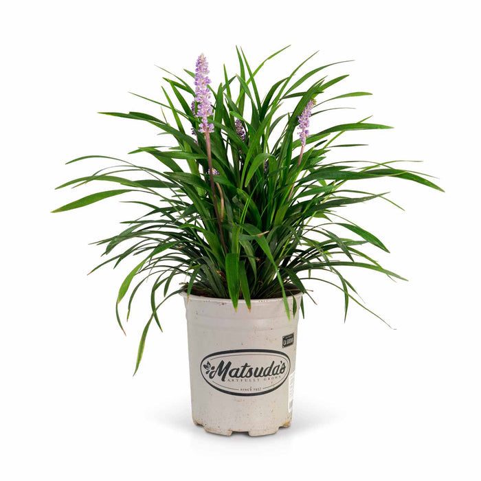 Liriope Purple Explosion 1 gallon