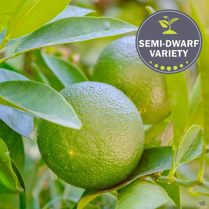 Lime 'Bearss'
