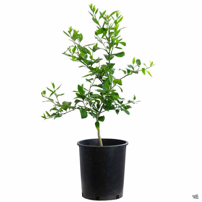 Lime 'Bearss' Seedless 5 gallon