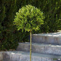 Little Ollie Dwarf Olive Patio Tree