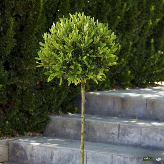 Little Ollie Dwarf Olive Patio Tree