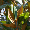 Magnolia 'D.D. Blanchard'