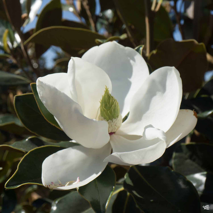 'Little Gem' Magnolia