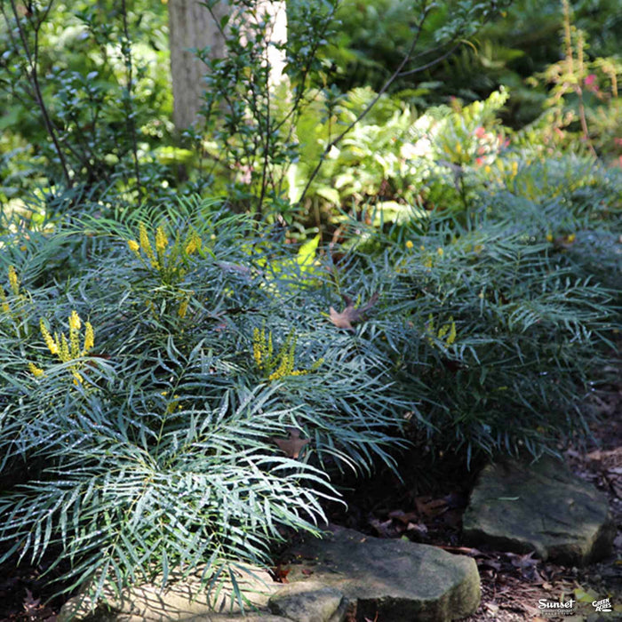 Mahonia 'Soft Caress'