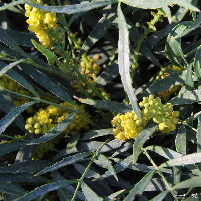 Mahonia 'Soft Caress'