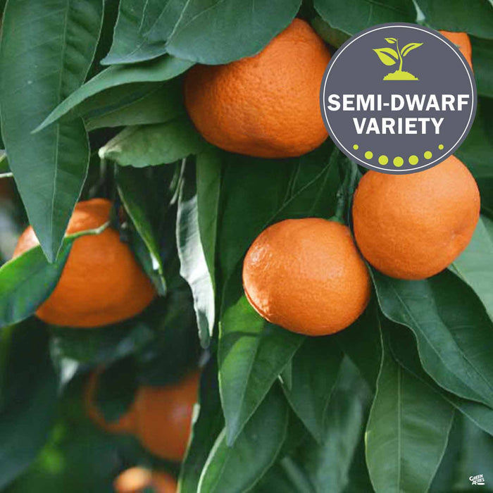 Owari Satsuma Mandarin Orange