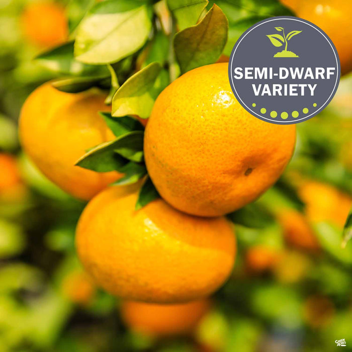 Mandarin 'Tango'