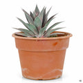 Mangave Lavender Lady 2 gallon
