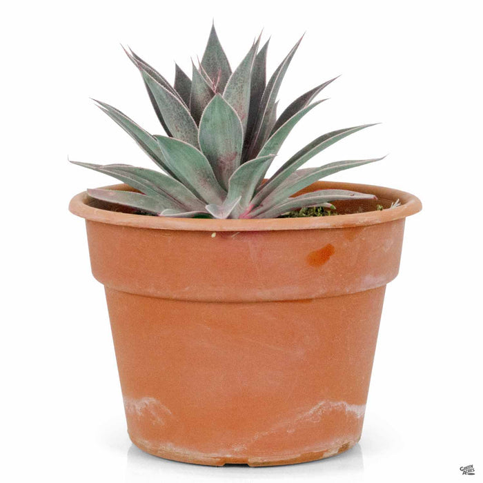 Mangave Lavender Lady 2 gallon