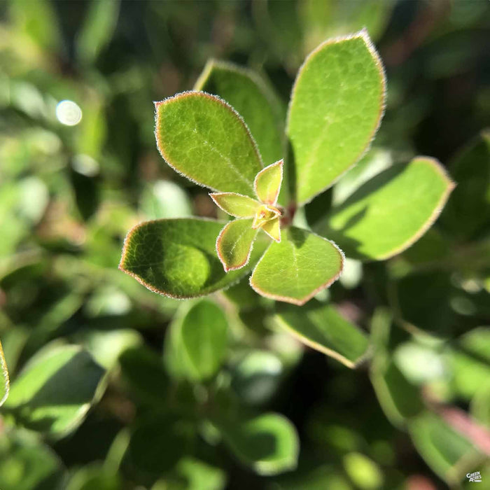 Manzanita 'Emerald Carpet'