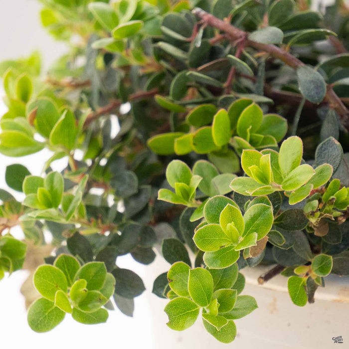 Manzanita 'Emerald Carpet'