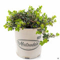 Manzanita 'Emerald Carpet' 1 gallon Matsuda's