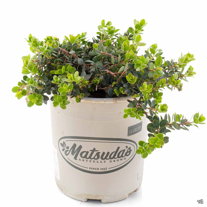 Manzanita 'Emerald Carpet' 1 gallon Matsuda's