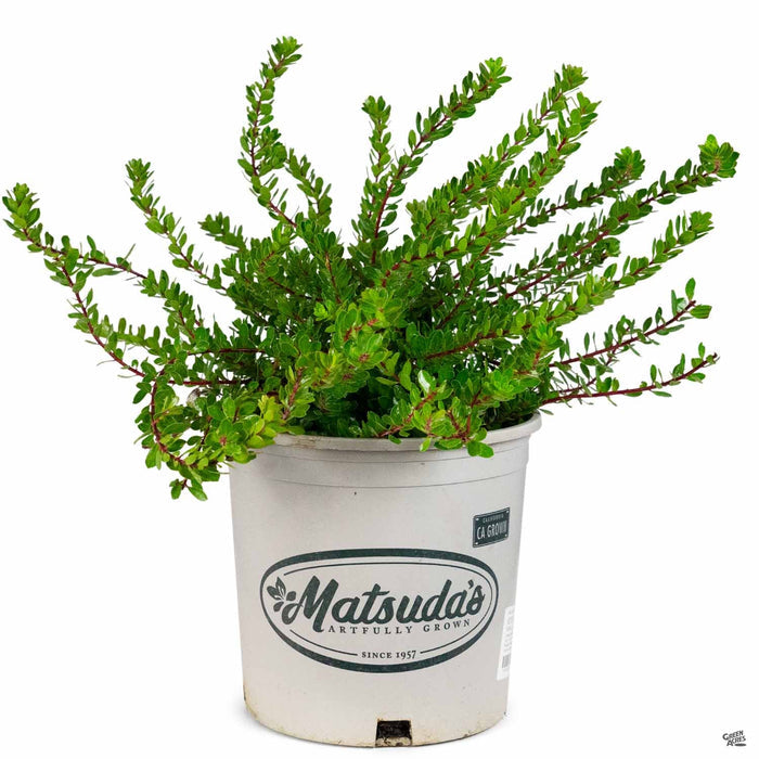 Manzanita 'Emerald Carpet' 2 gallon Matsuda's