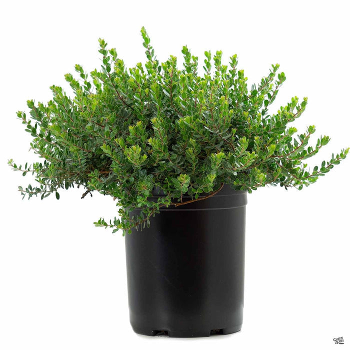 Manzanita 'Emerald Carpet' 5 gallon