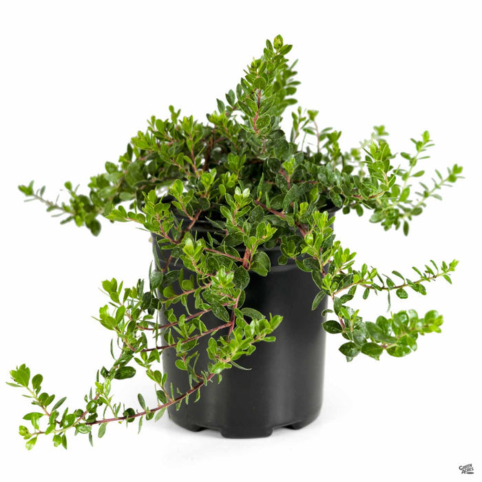 Manzanita 'Emerald Carpet' 1 gallon