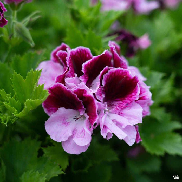 Martha Washington Geranium