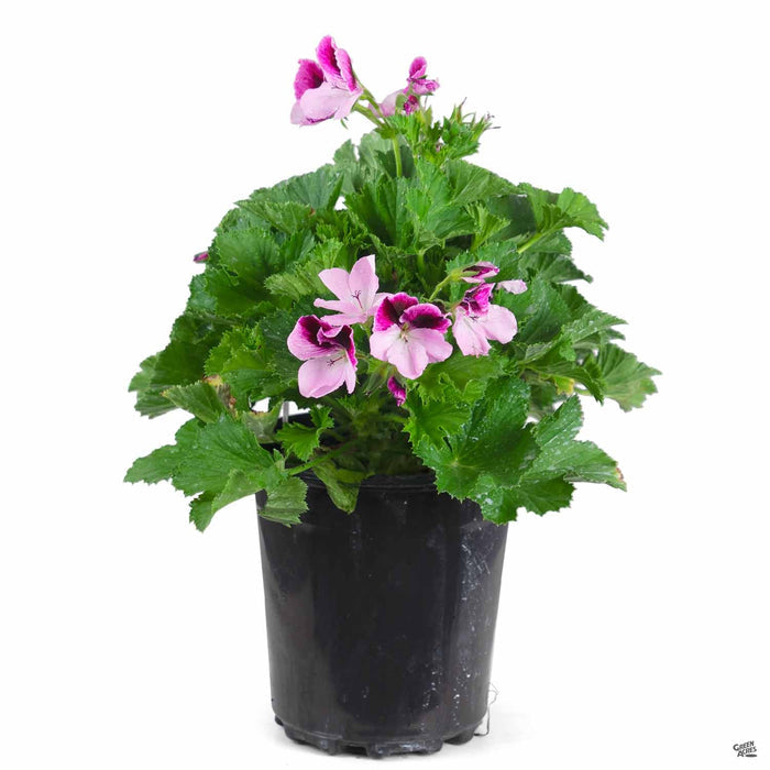 Martha Washington Geranium 1 gallon Purple