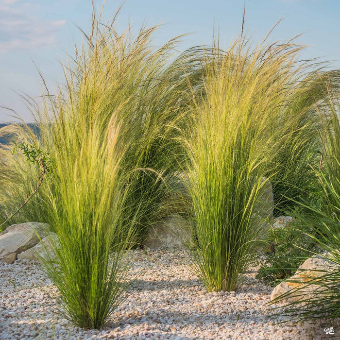 Mexican Feather Grass