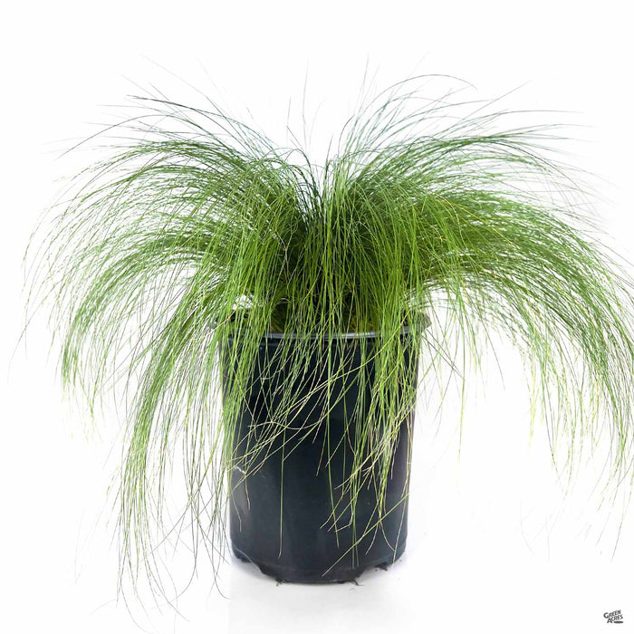 Mexican Feather Grass 1 gallon