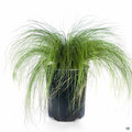 Mexican Feather Grass 1 gallon