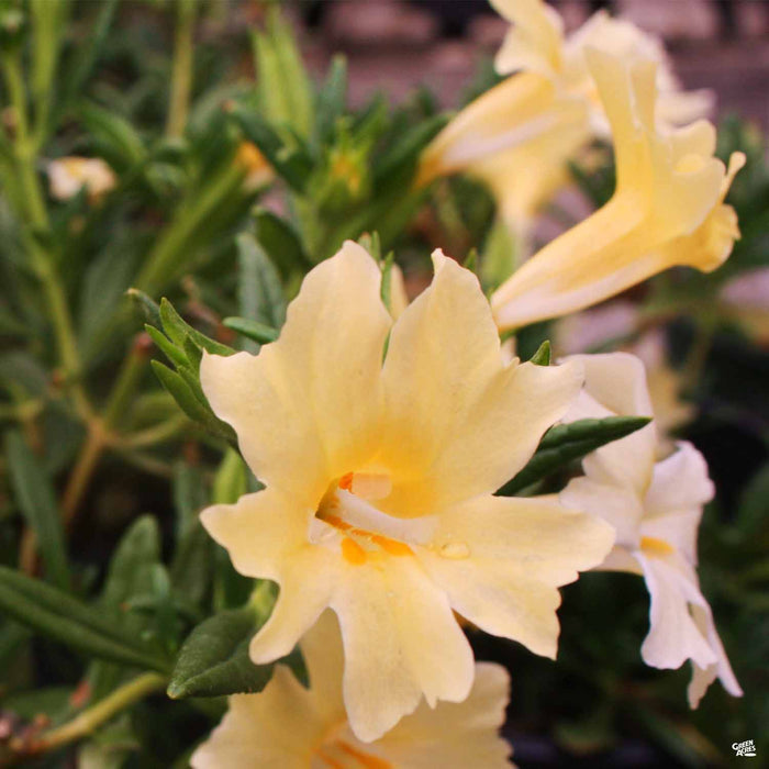 Monkey Flower