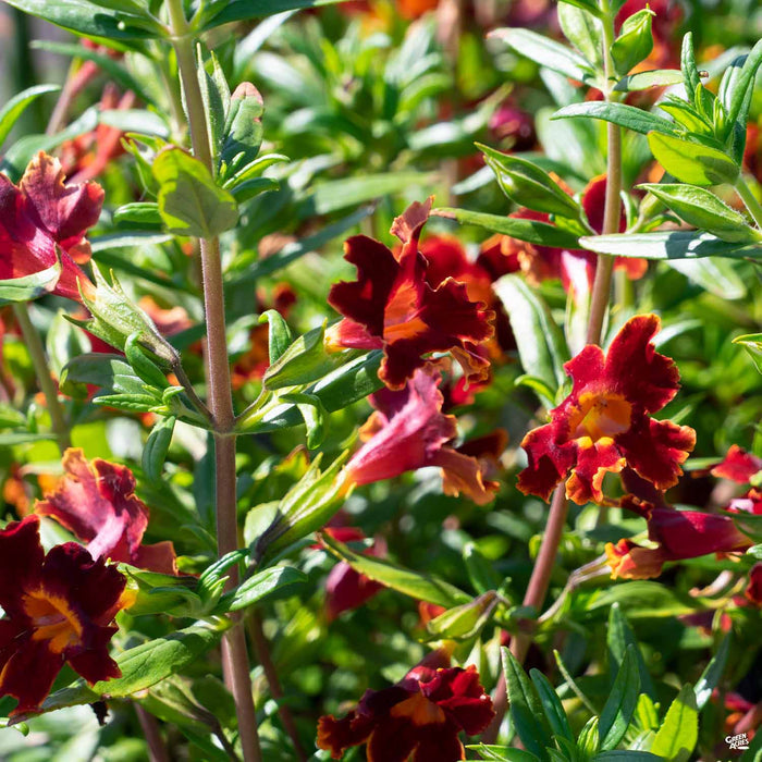 Monkey Flower Jelly Bean Fiesta Marigold
