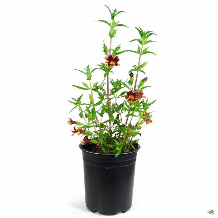 Monkey Flower 1 gallon