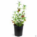 Monkey Flower 1 gallon