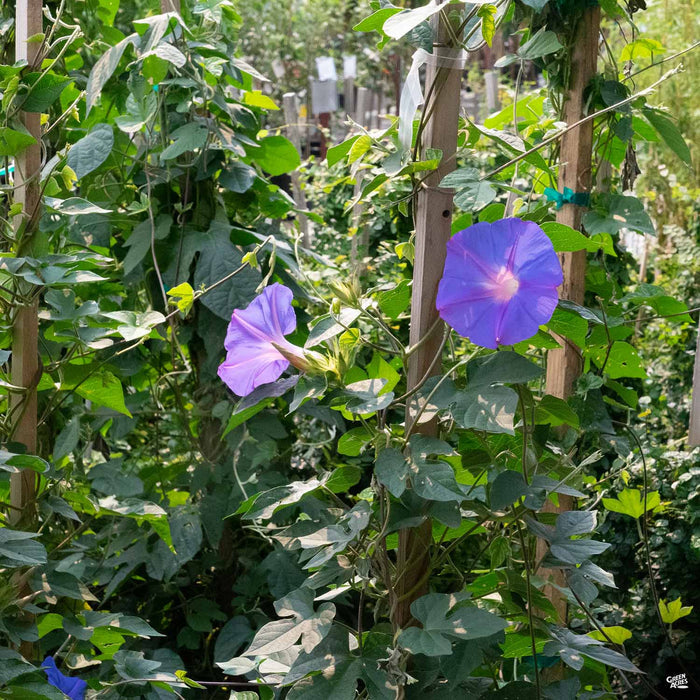Morning Glory Vining