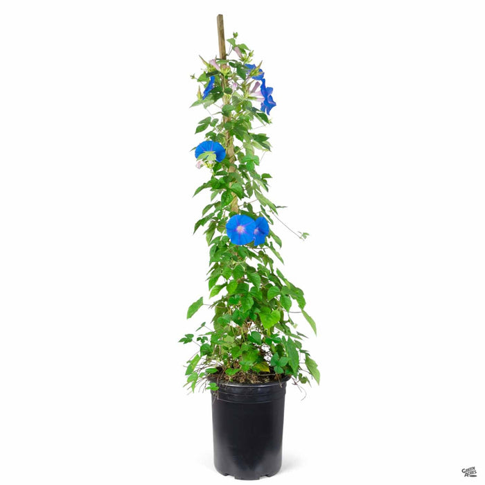 Morning Glory 5 gallon staked (black can)