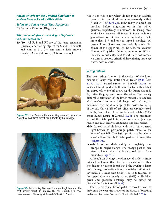 Moult, ageing and sexing of European Hoopoe, Bee-eater, Kingfisher and woodpeckers